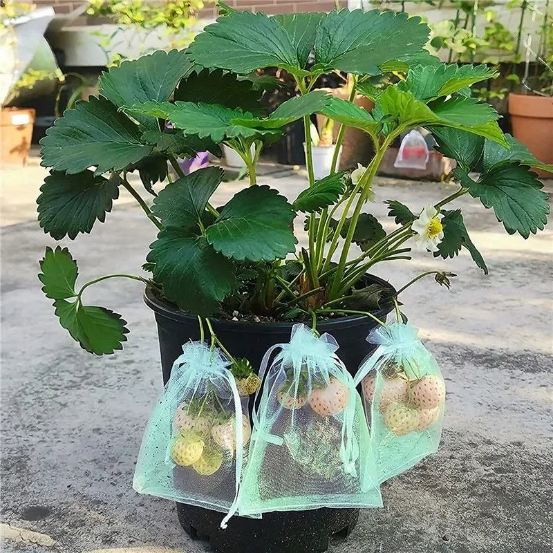 Protect Your Fruits with Our 50/100 Pack of Anti-Bird Garden Netting Bags - Perfect for Strawberries, Grapes & More!